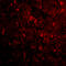 Reticulon 4 antibody, 4087, ProSci, Immunofluorescence image 