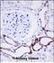 OTU Deubiquitinase 7B antibody, PA5-48679, Invitrogen Antibodies, Immunohistochemistry frozen image 