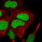 Non-histone chromosomal protein HMG-14 antibody, HPA048694, Atlas Antibodies, Immunofluorescence image 