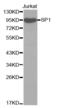 Sp1 Transcription Factor antibody, abx002376, Abbexa, Western Blot image 