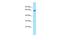 Arylsulfatase Family Member J antibody, A13440, Boster Biological Technology, Western Blot image 