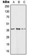 G-protein coupled receptor 81 antibody, MBS821939, MyBioSource, Western Blot image 