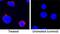 Tumor Necrosis Factor antibody, MAB6903, R&D Systems, Immunofluorescence image 