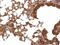 Peptidylprolyl Isomerase E antibody, PA5-27938, Invitrogen Antibodies, Immunohistochemistry paraffin image 