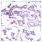 ETS Transcription Factor ELK1 antibody, A01426, Boster Biological Technology, Immunohistochemistry frozen image 