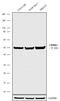 Corticotropin Releasing Hormone Receptor 2 antibody, 720291, Invitrogen Antibodies, Western Blot image 