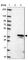 RNA Polymerase III Subunit F antibody, HPA049441, Atlas Antibodies, Western Blot image 