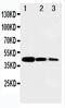 MYB Proto-Oncogene Like 2 antibody, PA5-79713, Invitrogen Antibodies, Western Blot image 