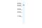 Carboxylesterase 6 antibody, PA5-68885, Invitrogen Antibodies, Western Blot image 