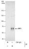 EBF Transcription Factor 3 antibody, PA5-30985, Invitrogen Antibodies, Immunoprecipitation image 