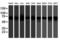 Fragile X Mental Retardation 1 antibody, orb314141, Biorbyt, Western Blot image 