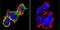 Nuclear Factor Of Activated T Cells 1 antibody, GTX22796, GeneTex, Immunocytochemistry image 