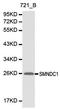Survival Motor Neuron Domain Containing 1 antibody, orb48913, Biorbyt, Western Blot image 
