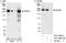 Roundabout Guidance Receptor 1 antibody, A301-265A, Bethyl Labs, Western Blot image 