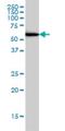 Upstream Binding Protein 1 antibody, H00007342-M01, Novus Biologicals, Western Blot image 