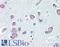 BCL2 Interacting Protein 3 antibody, LS-B3305, Lifespan Biosciences, Immunohistochemistry frozen image 