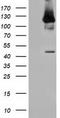 Microtubule Associated Monooxygenase, Calponin And LIM Domain Containing 1 antibody, CF501847, Origene, Western Blot image 