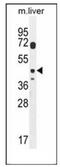 DTW Domain Containing 2 antibody, AP51333PU-N, Origene, Western Blot image 