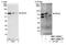 RIO Kinase 2 antibody, NBP1-30098, Novus Biologicals, Western Blot image 