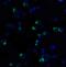 Programmed Cell Death 1 antibody, 4067, ProSci, Immunofluorescence image 