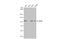 Programmed Cell Death 6 Interacting Protein antibody, GTX135226, GeneTex, Western Blot image 