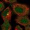 Cell Division Cycle 6 antibody, NBP2-47514, Novus Biologicals, Immunofluorescence image 