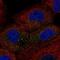 TOR Signaling Pathway Regulator antibody, NBP1-85169, Novus Biologicals, Immunocytochemistry image 