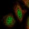 Zinc Finger Protein 34 antibody, HPA053925, Atlas Antibodies, Immunofluorescence image 