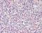 Tribbles Pseudokinase 1 antibody, orb95837, Biorbyt, Immunohistochemistry paraffin image 