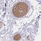 Hemoglobin Subunit Alpha 2 antibody, PA5-60507, Invitrogen Antibodies, Immunohistochemistry paraffin image 