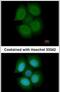 Nuclear RNA Export Factor 3 antibody, PA5-30700, Invitrogen Antibodies, Immunofluorescence image 