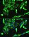 Bone Morphogenetic Protein 2 antibody, LS-C330852, Lifespan Biosciences, Immunofluorescence image 