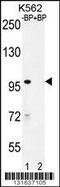 IQ Motif Containing With AAA Domain 1 antibody, 56-171, ProSci, Western Blot image 