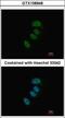 ERCC Excision Repair 2, TFIIH Core Complex Helicase Subunit antibody, GTX108948, GeneTex, Immunofluorescence image 