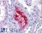 Matrilin 1 antibody, LS-B5000, Lifespan Biosciences, Immunohistochemistry paraffin image 