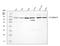 Cullin 3 antibody, PA1939, Boster Biological Technology, Western Blot image 