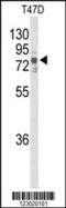 Non-receptor tyrosine-protein kinase TNK1 antibody, 63-170, ProSci, Western Blot image 