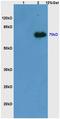 Spleen Associated Tyrosine Kinase antibody, orb106160, Biorbyt, Western Blot image 