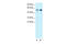 5-Hydroxytryptamine Receptor 1A antibody, 31-113, ProSci, Enzyme Linked Immunosorbent Assay image 