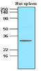 TNF Superfamily Member 13b antibody, LS-C93709, Lifespan Biosciences, Western Blot image 