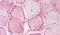 Semaphorin 4B antibody, PA5-33018, Invitrogen Antibodies, Immunohistochemistry paraffin image 
