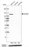 Programmed Cell Death 6 Interacting Protein antibody, NBP1-90201, Novus Biologicals, Western Blot image 