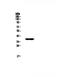 UDP-Galactose-4-Epimerase antibody, PA5-79296, Invitrogen Antibodies, Western Blot image 