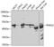 Phosphorylase Kinase Catalytic Subunit Gamma 2 antibody, 22-872, ProSci, Western Blot image 