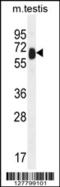 Tetratricopeptide Repeat Domain 39B antibody, 55-565, ProSci, Western Blot image 