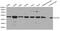 Actin Related Protein 3 antibody, LS-C192336, Lifespan Biosciences, Western Blot image 