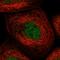 Kelch Domain Containing 3 antibody, HPA030132, Atlas Antibodies, Immunofluorescence image 