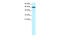 GA Binding Protein Transcription Factor Subunit Alpha antibody, 31-197, ProSci, Western Blot image 