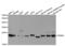 Proteasome Subunit Beta 4 antibody, abx004358, Abbexa, Western Blot image 