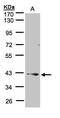 Protein Phosphatase 2 Phosphatase Activator antibody, PA5-28296, Invitrogen Antibodies, Western Blot image 